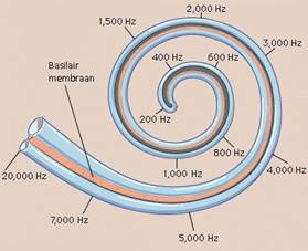Basilair-membraan